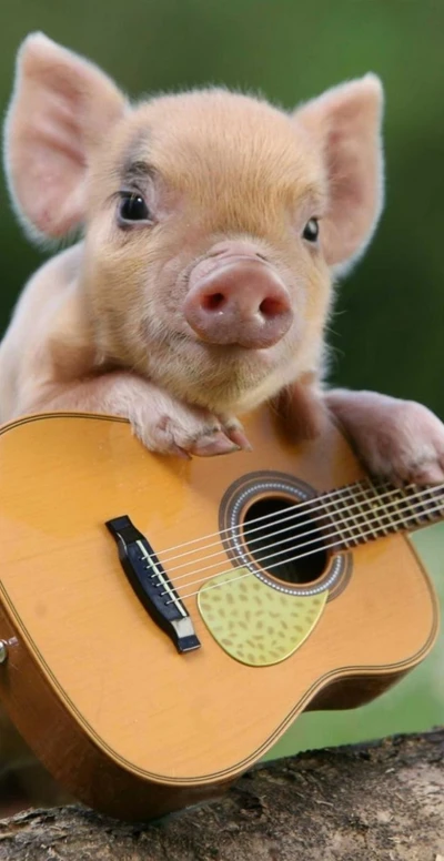 Porquinho Brincalhão Tocando Violão na Romênia