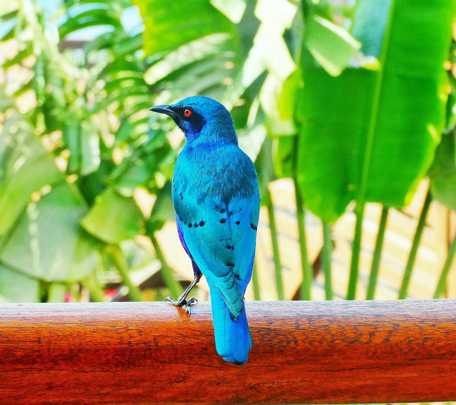 Um pássaro azul sentado em um trilho de madeira (pássaro, aves, cores, natural)