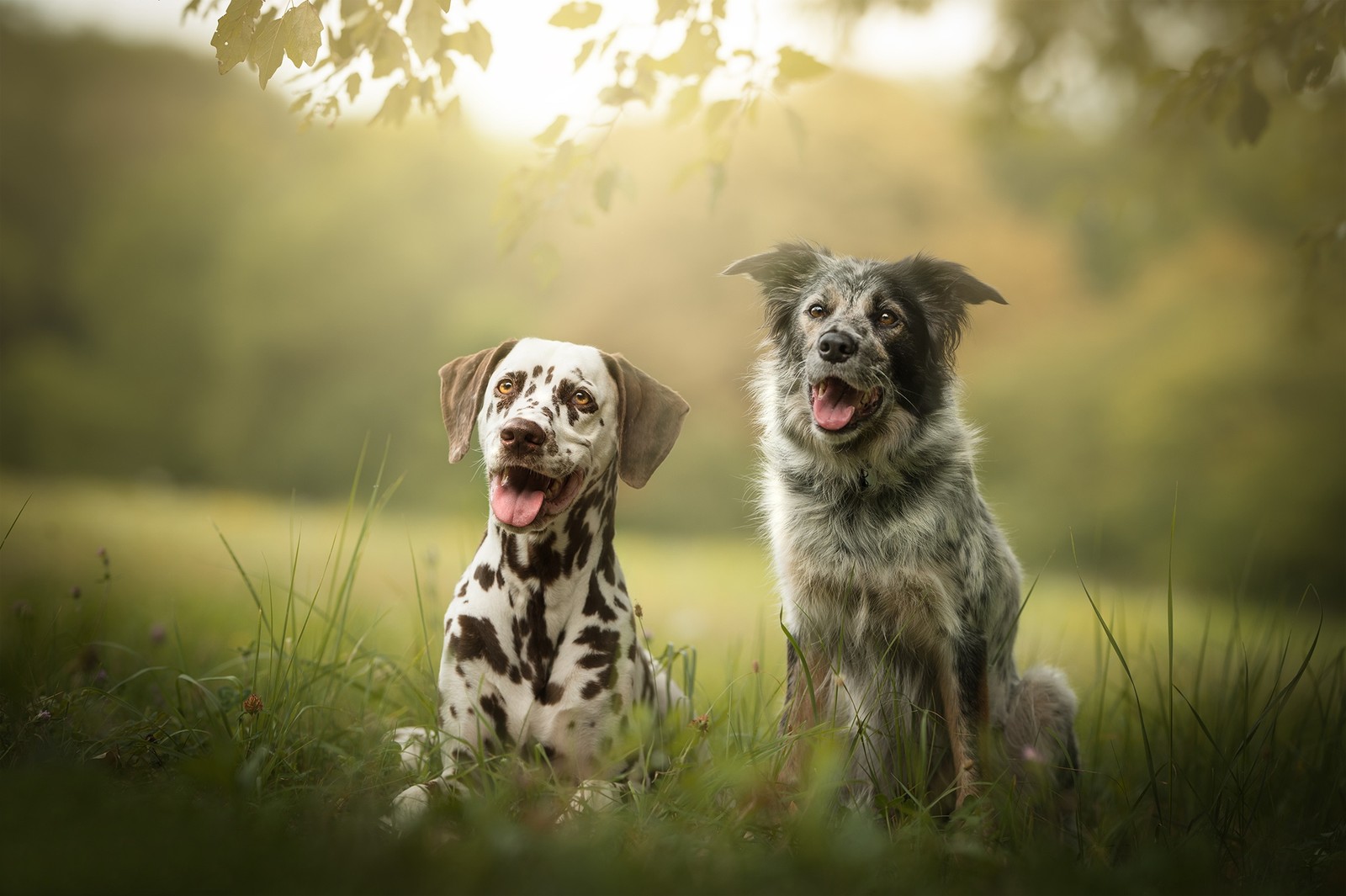 Há dois cães sentados na grama com a boca aberta (setter inglês, cachorro, raça de cachorro, grupo esportivo, cão de caça)