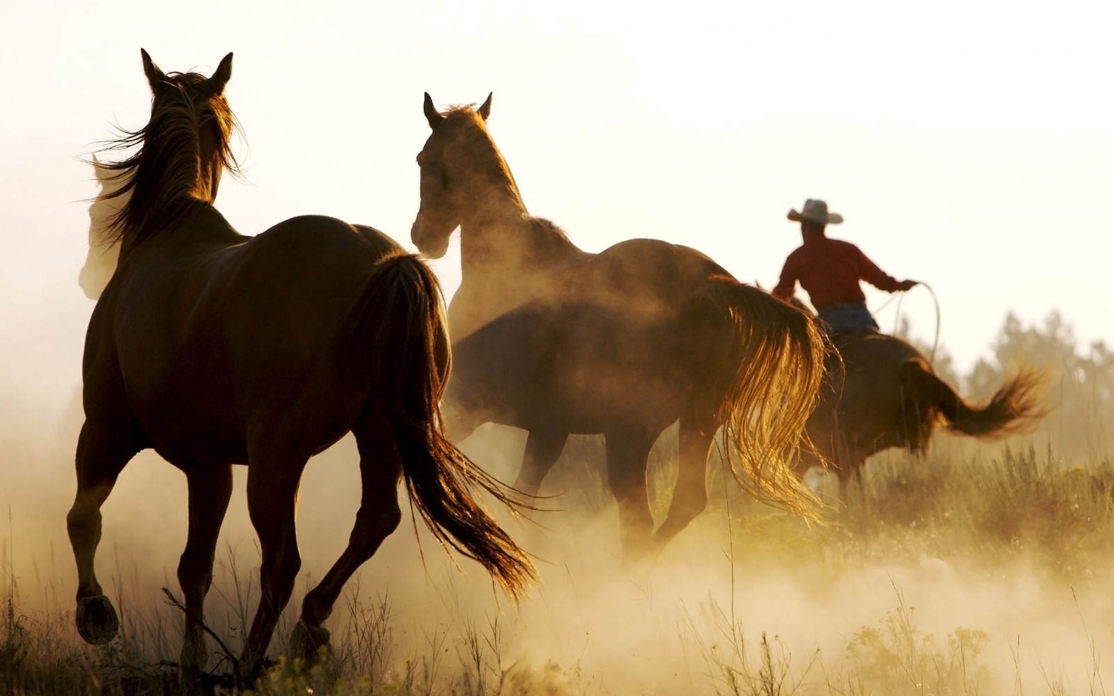 Caballos corriendo en el polvo con un vaquero encima de ellos (caballo, occidental, caballo de trabajo, vaquero, frontera americana)