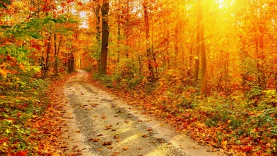 Sunlit Path Through an Autumn Woodland