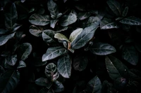 Lush Green Leaves with a Hint of New Growth