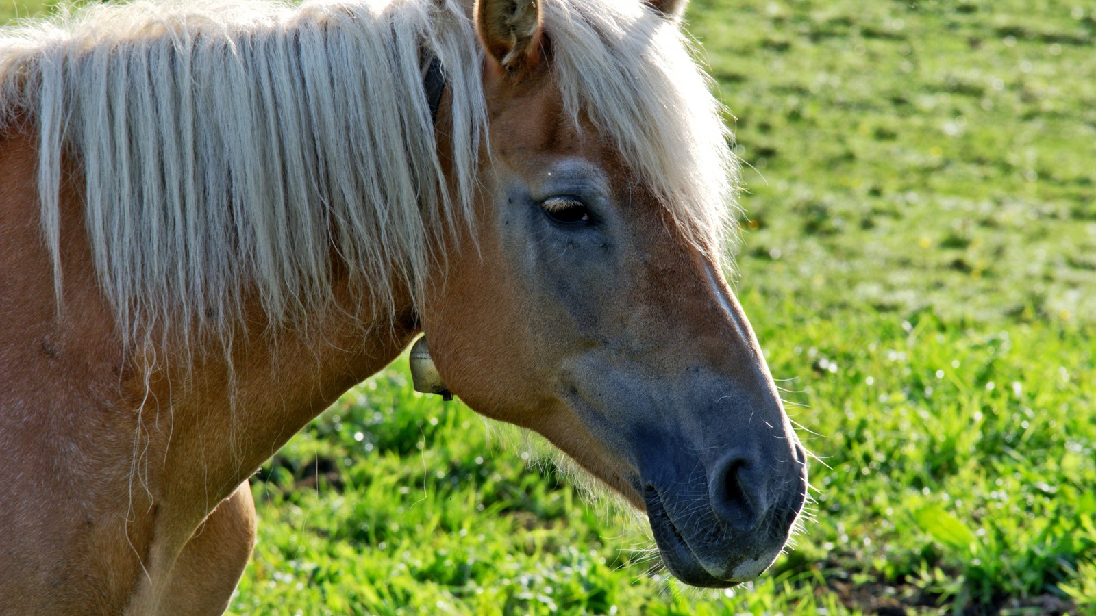 Ein pferd steht im gras (stute, mähne, hengst, fotografie, halter)