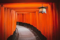 shinto shrine, tokyo, japanese culture, torii pass, orange wallpaper