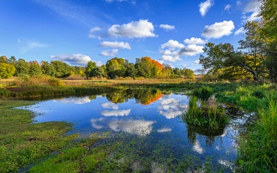 Réflexion sereine des zones humides au milieu d'un feuillage automnal vibrant