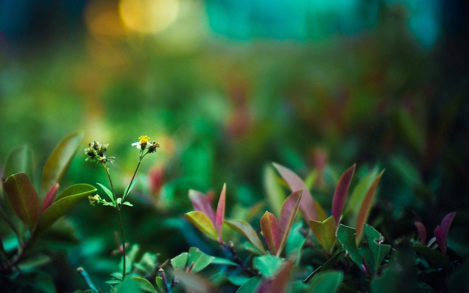 green, vegetation, plant, wildflower, macro photography Download Wallpaper