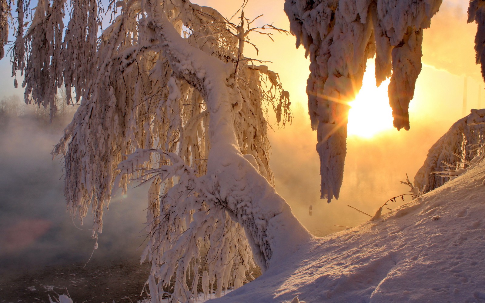 winter, snow, season, freezing, tree wallpaper