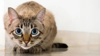 A curious cat with striking blue eyes, crouching on a smooth surface, showcasing its distinctive fur pattern and whiskers.