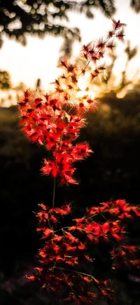 Flores laranja radiantes contra um pôr do sol