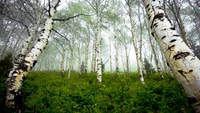 Bosque de bétulas envolto em névoa na reserva natural