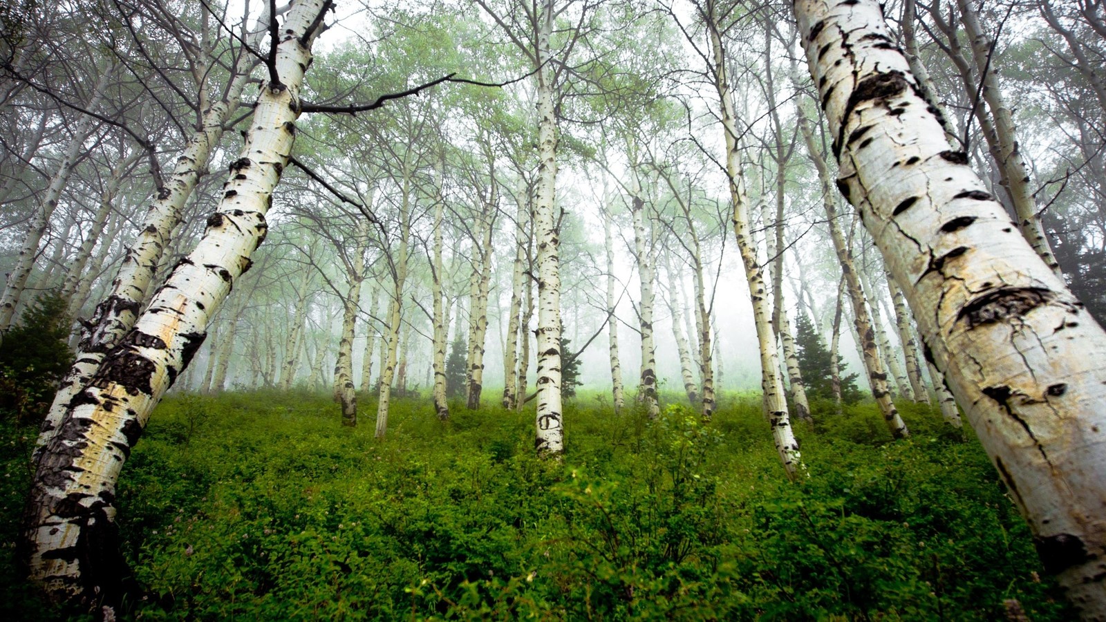 Скачать обои дерево, лес, берёза, древесное растение, заповедник