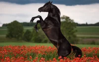 Majestueux étalon noir se cabrant parmi des coquelicots vibrants dans un pré