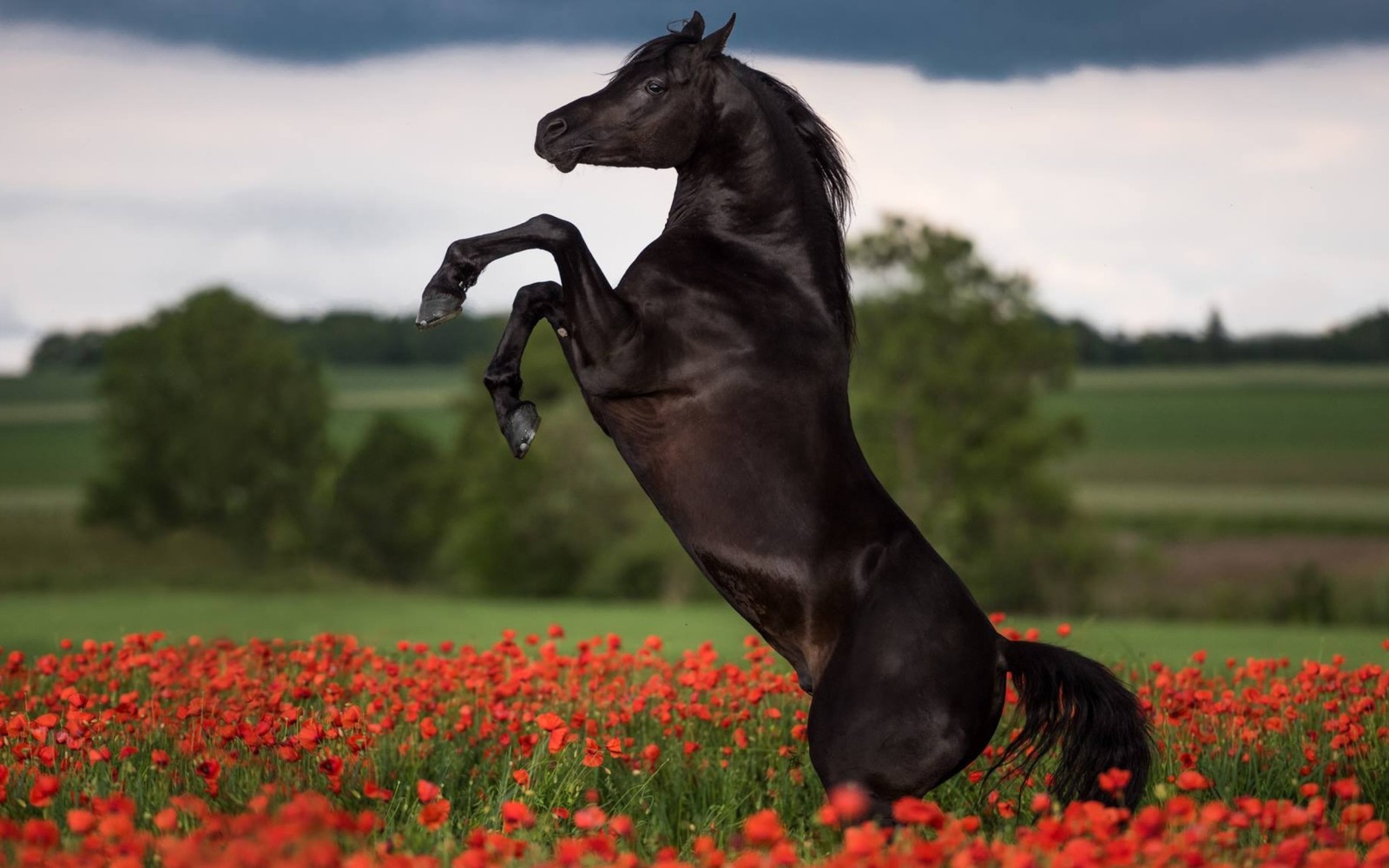 stallion, horse, mustang horse, meadow, grass wallpaper