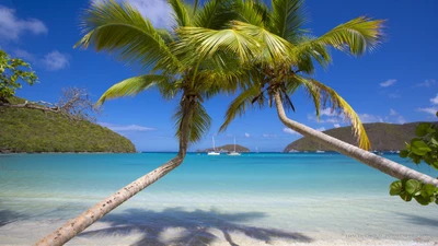 Paraíso tropical con palmeras enmarcando una playa serena y un mar turquesa bajo un vibrante cielo azul.