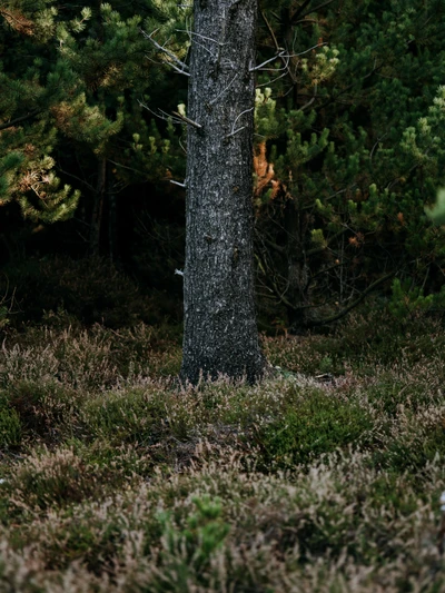 Alte Fichte in einem gemäßigten Wald