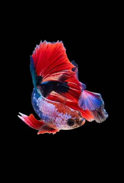 Peixe Betta vibrante com nadadeiras fluídas em azul elétrico e vermelho