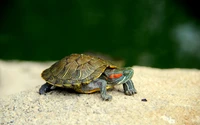 tortoise, reptile, sea turtle, terrestrial animal wallpaper