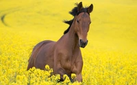 Caballo marrón pastando en un vibrante campo de flores de colza