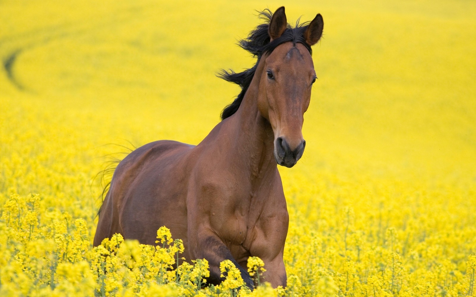 Hay un caballo corriendo a través de un campo de flores (caballo, caballo mustang, colza, semental, pradera)