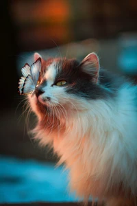 Gato curioso cautivado por una mariposa