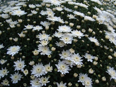 Una exhibición vibrante de margaritas y crisantemos, que muestra un exuberante jardín de flores lleno de flores blancas y flores en botón, que encarna la esencia de la flora floreciente.