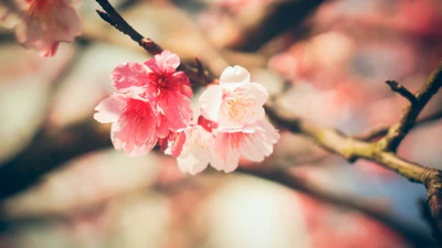 Delicate Pink and White Blossoms in Nature