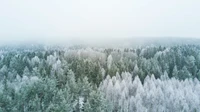 Floresta de abetos e lariços cobertos de geada em uma paisagem nevoenta