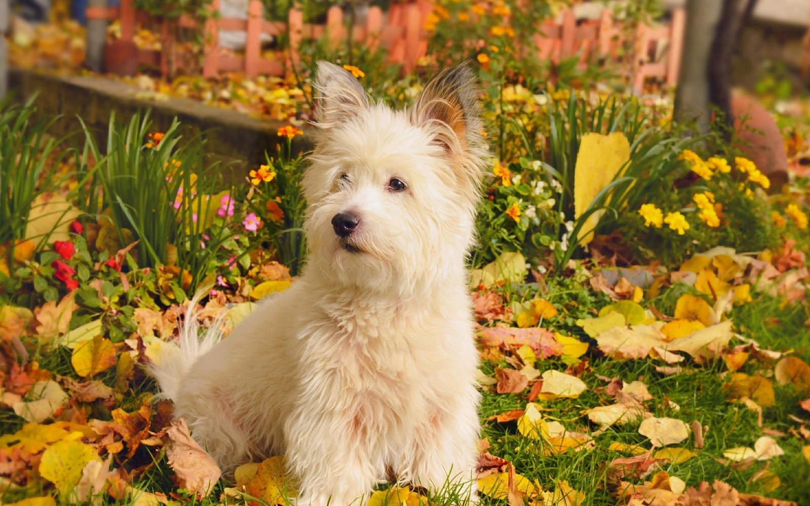 Um cachorro branco sentado na grama com folhas (west highland white terrier, raça de cachorro, cachorro, cão de brinquedo, arbusto)