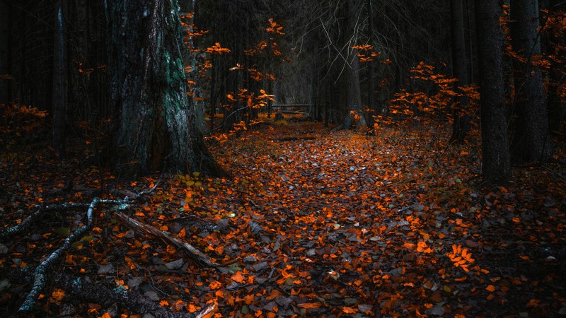 Крупный план тропинки в лесу с листьями на земле (природа, лиственные, северный лиственный лес, дерево, лист)