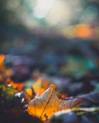 leaf, nature, plant, sky, close up