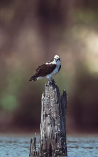 Águila pescadora posada en un tocón desgastado cerca del agua, rodeada de un fondo natural borroso.