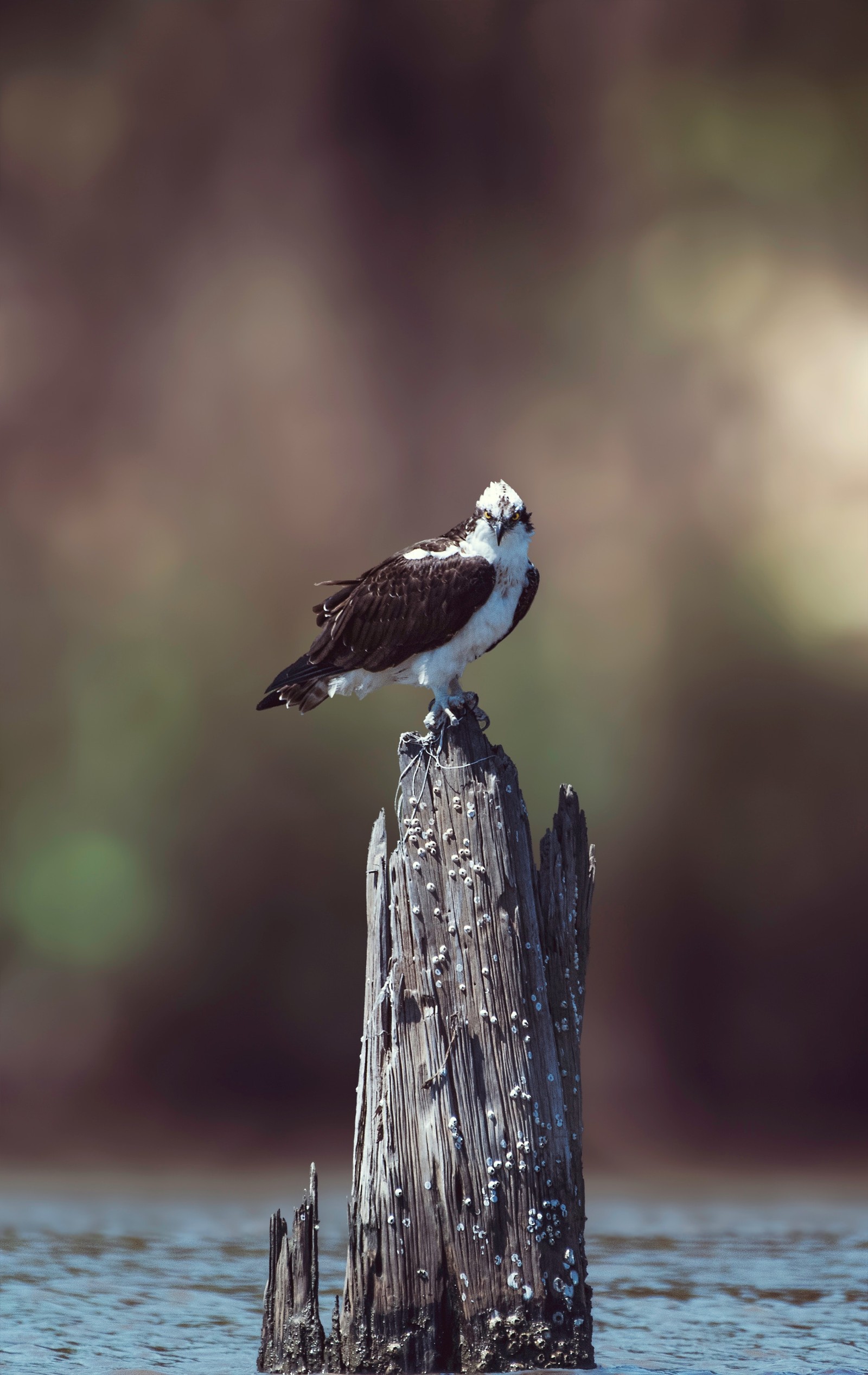 apple, bird, beak, wildlife, bird of prey wallpaper