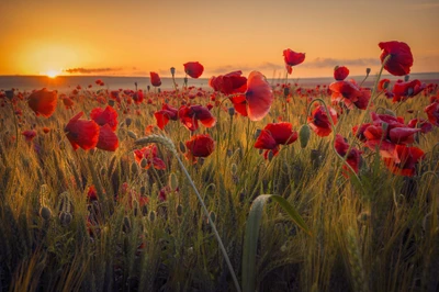 Champ vibrant de coquelicots sous un ciel de coucher de soleil