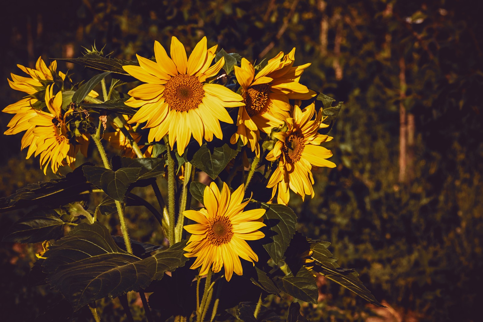 Il y a beaucoup de tournesols jaunes dans un vase sur la table (tournesol commun, fleur, jaune, plante, plante à fleurs)