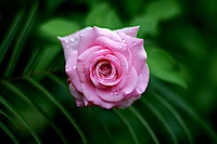 Rose rose délicate avec des gouttes de rosée au milieu de la verdure luxuriante