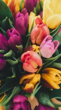 Vibrant Spring Bouquet of Colorful Tulips