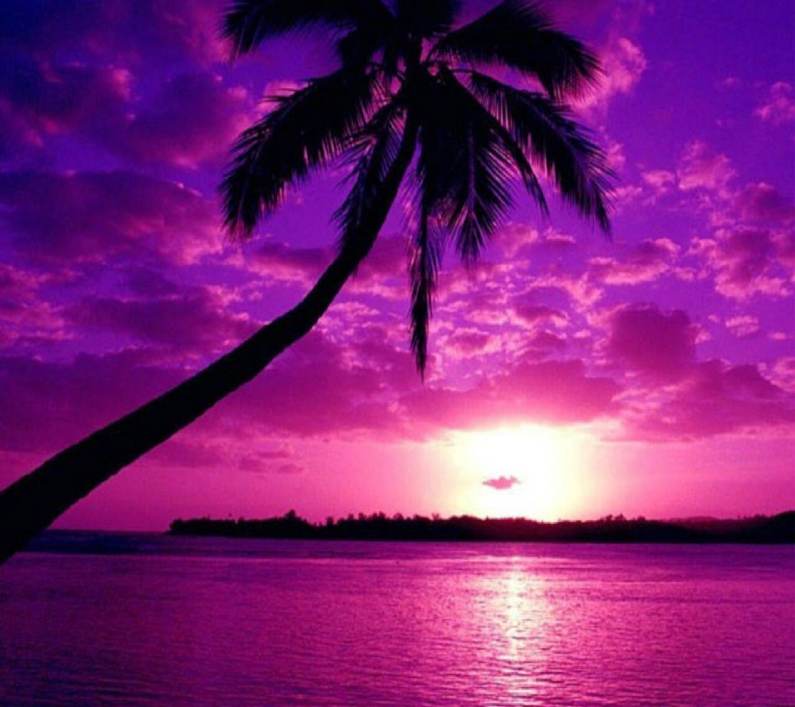 Un atardecer morado con una palmera en primer plano (púrpura, atardecer)