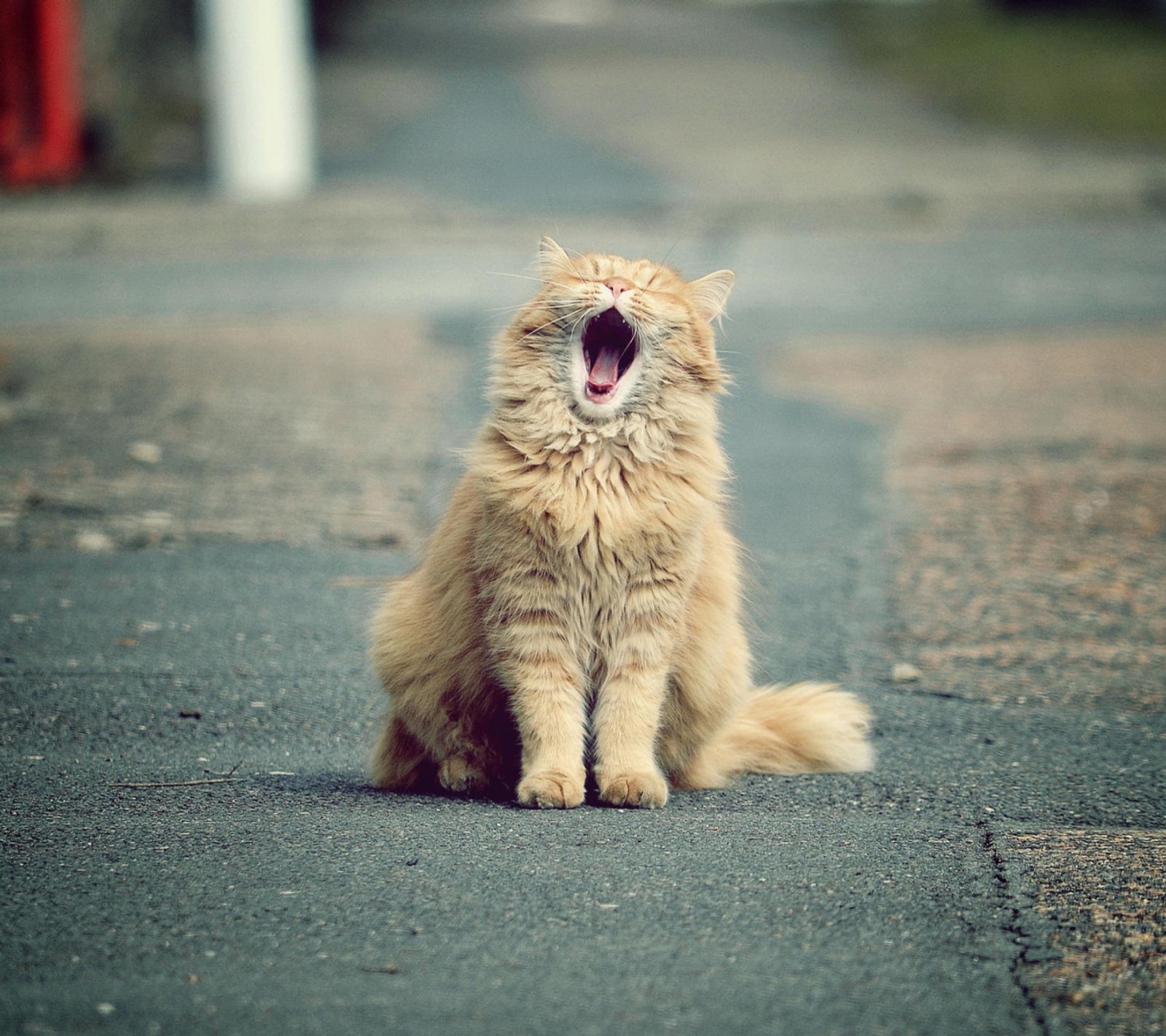 Eine katze sitzt auf der straße und gähnt (gato, lustige katze, hd hintergrundbild, gähnen)