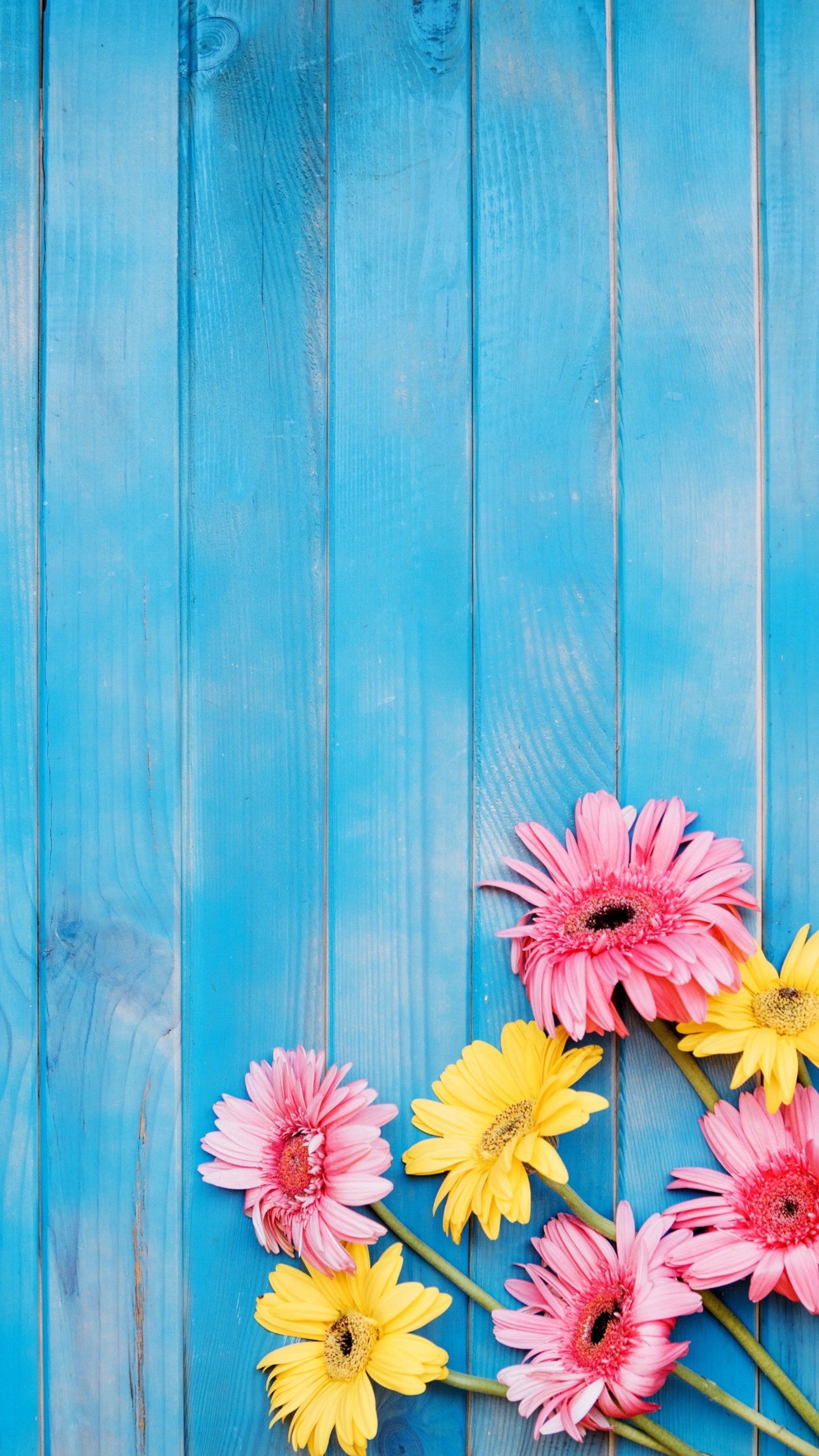 Des fleurs sont disposées en cercle sur une surface en bois bleu (bleu, bois bleu, fleurs, nature, rose)