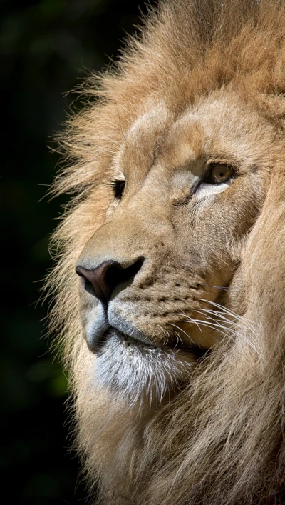 Retrato majestoso de leão na natureza da Bulgária