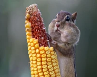 chipmunk, corn, cute, eating, nature