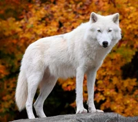 animal, outono, natureza, branco, lobo