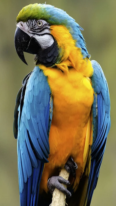 parrot, yellow