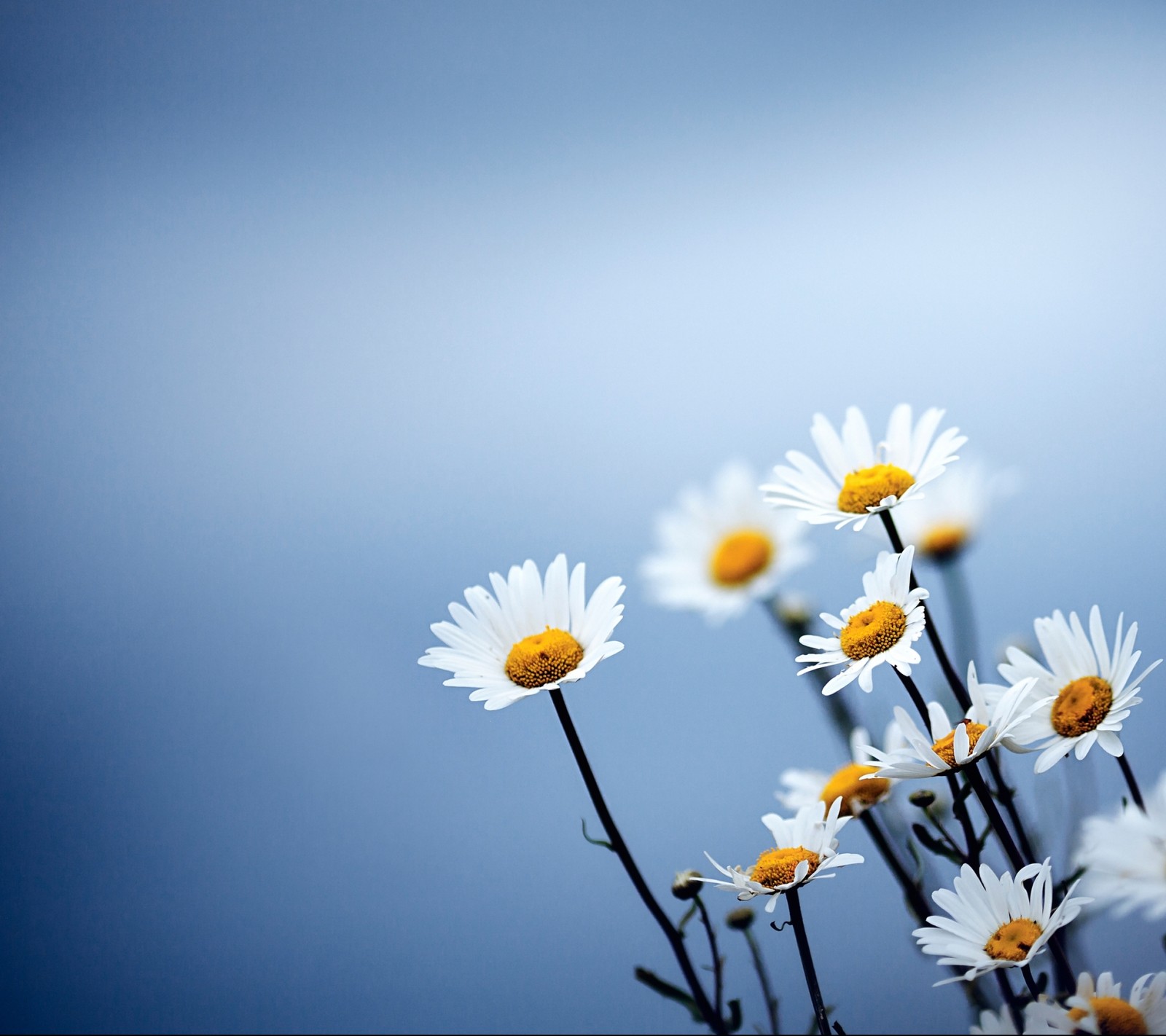 Il y a beaucoup de fleurs blanches dans un vase (serkan, serkooo)