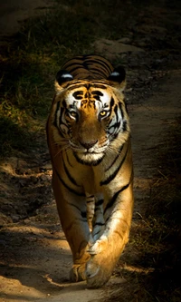 Tigre majestueux marchant à travers la nature sauvage