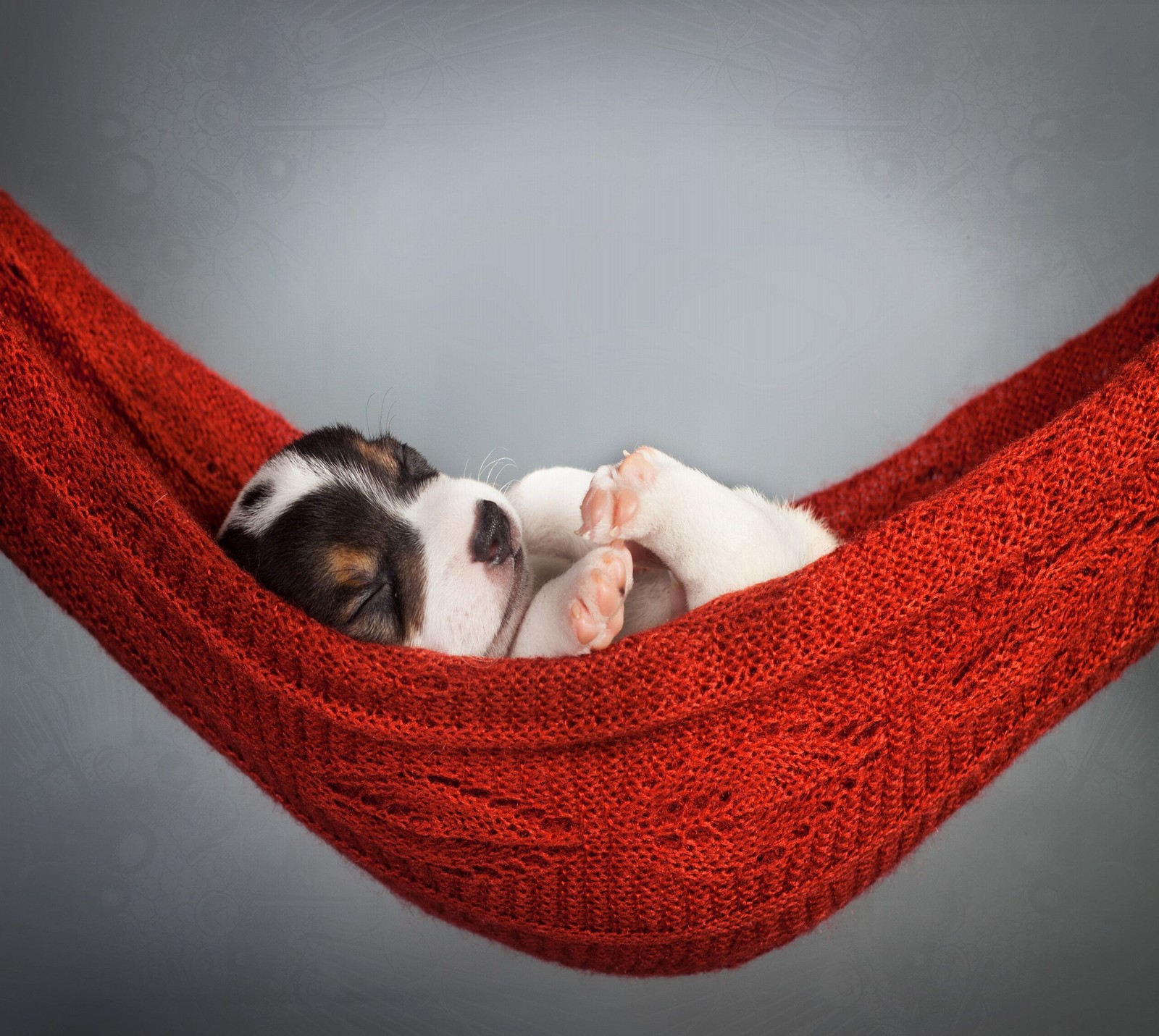 Un chiot noir dormant dans un hamac avec sa patte sur le sol (abej, beograd, breather)