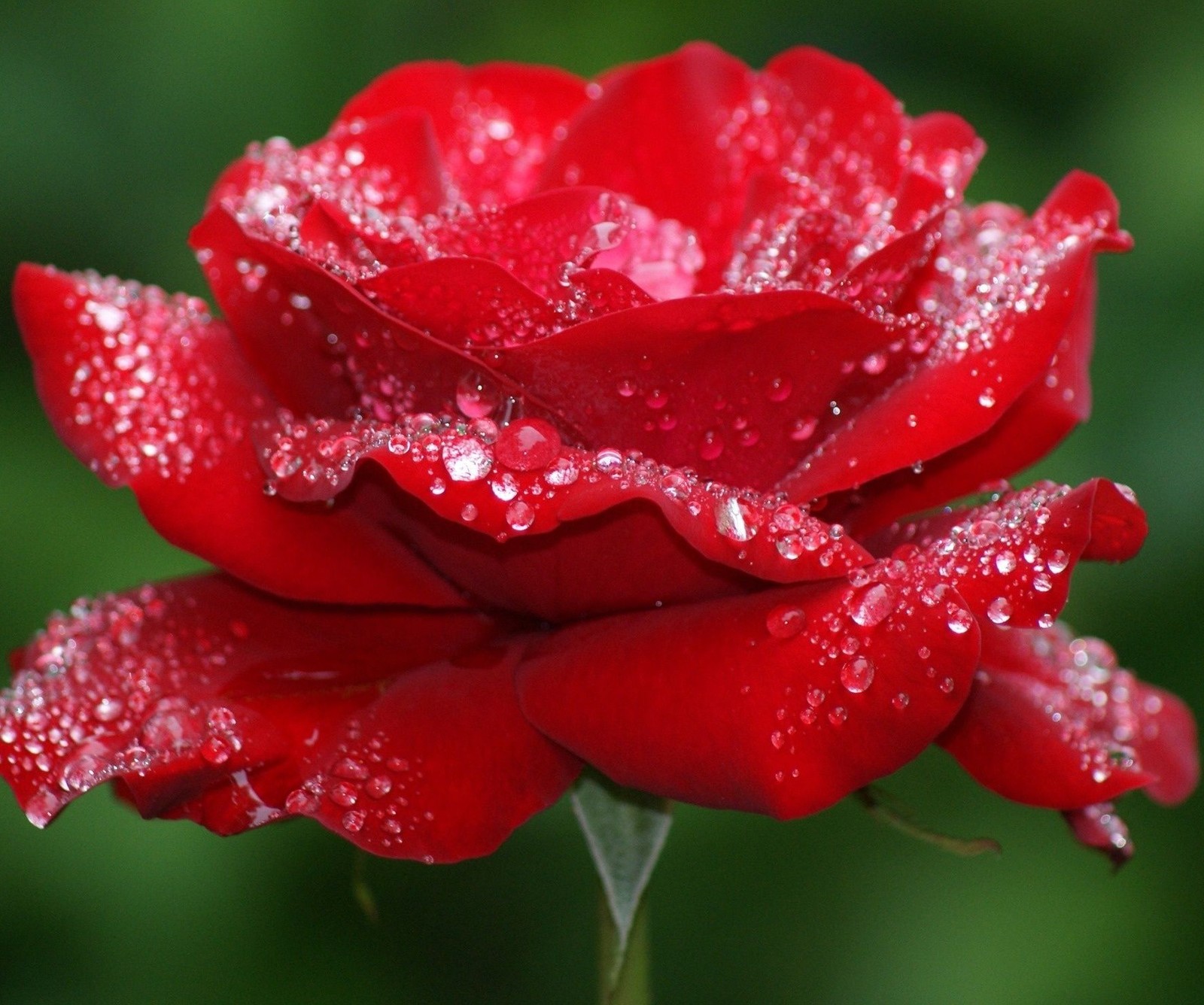 Eine nahaufnahme einer roten rose mit wassertropfen darauf (rot, rose, ruza)