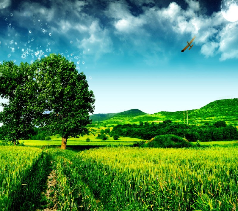 Ein blick auf ein feld mit einem baum und einem flugzeug, das am himmel fliegt (natur)