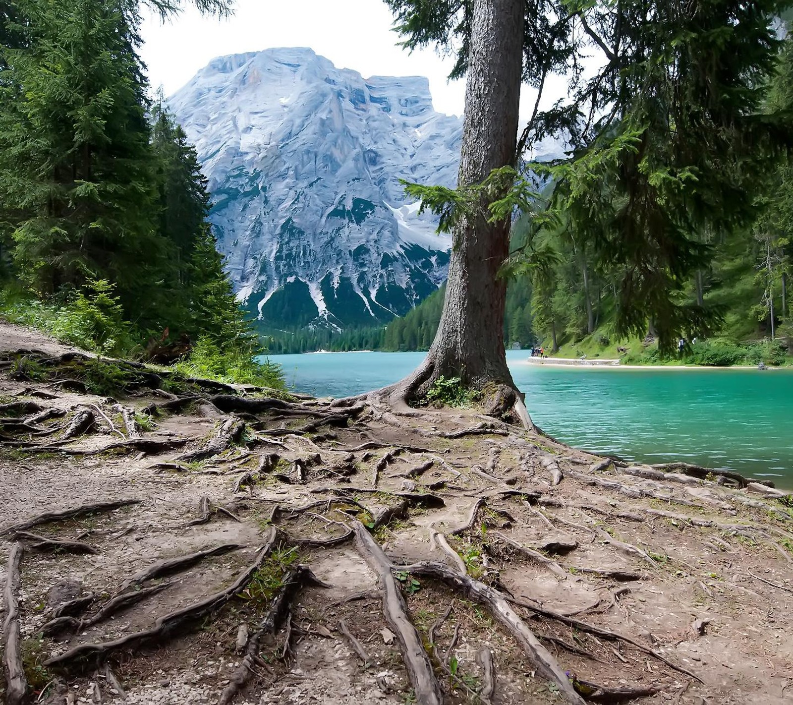 Arafed tree with roots on the shore of a lake (jungel, tree)