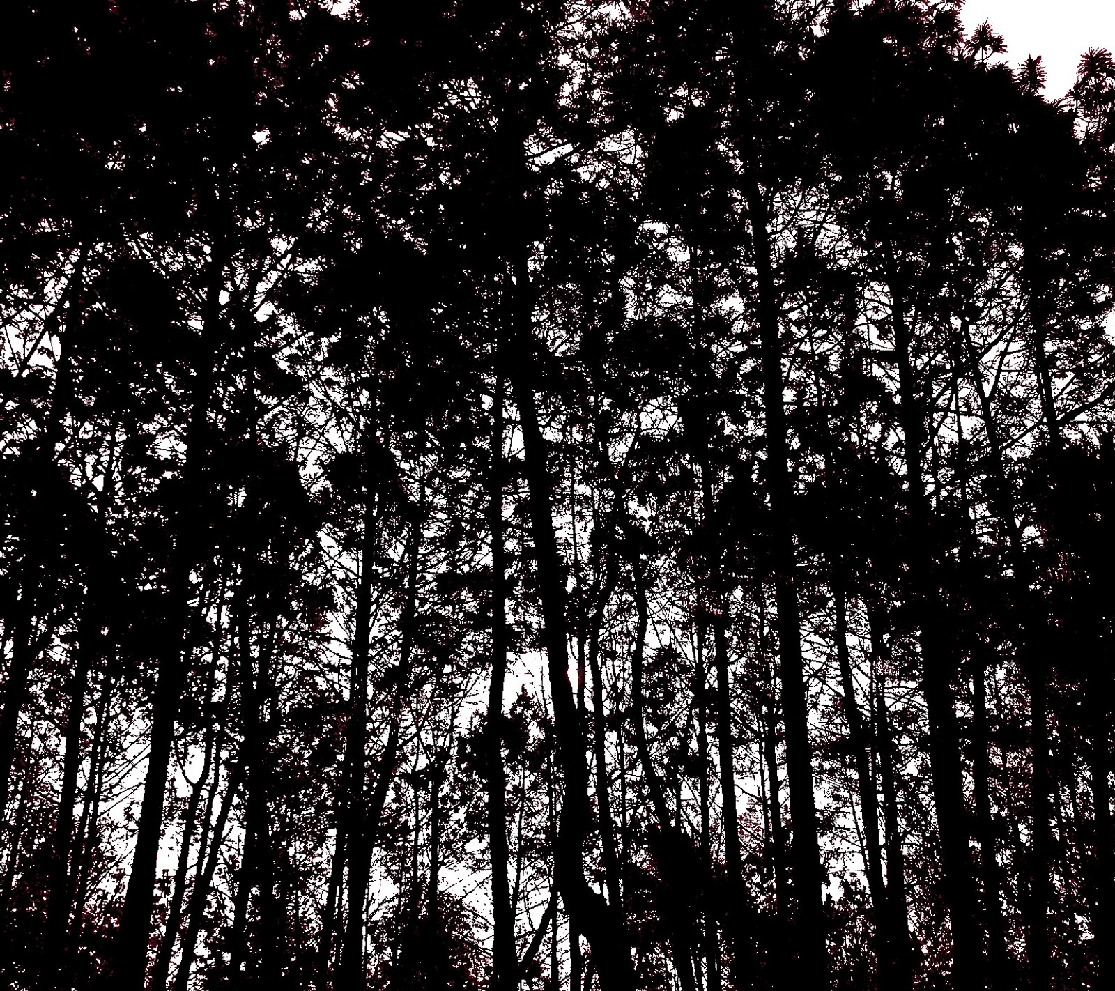 Trees in a forest with a sky background (black, trees)